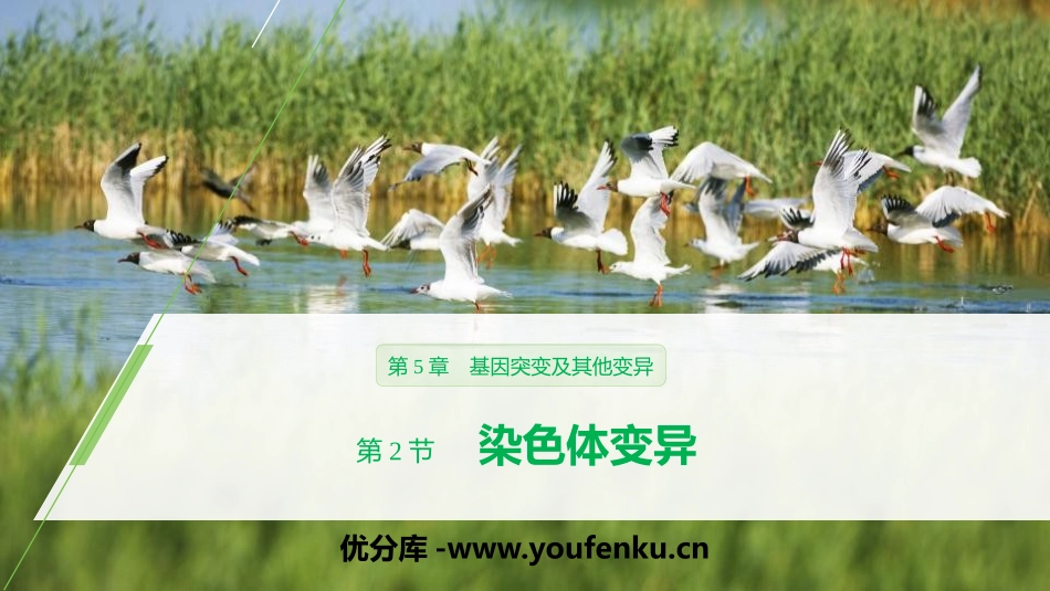 《染色体变异》基因突变及其他变异PPT课件[人教版高中生物必修二]_第1页
