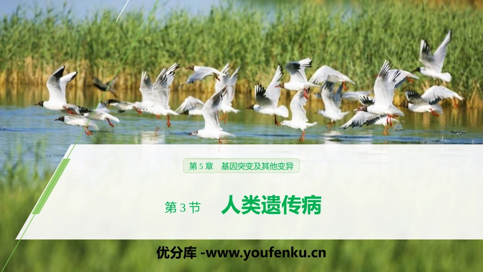 《人类遗传病》基因突变及其他变异PPT课件[人教版高中生物必修二]_第1页