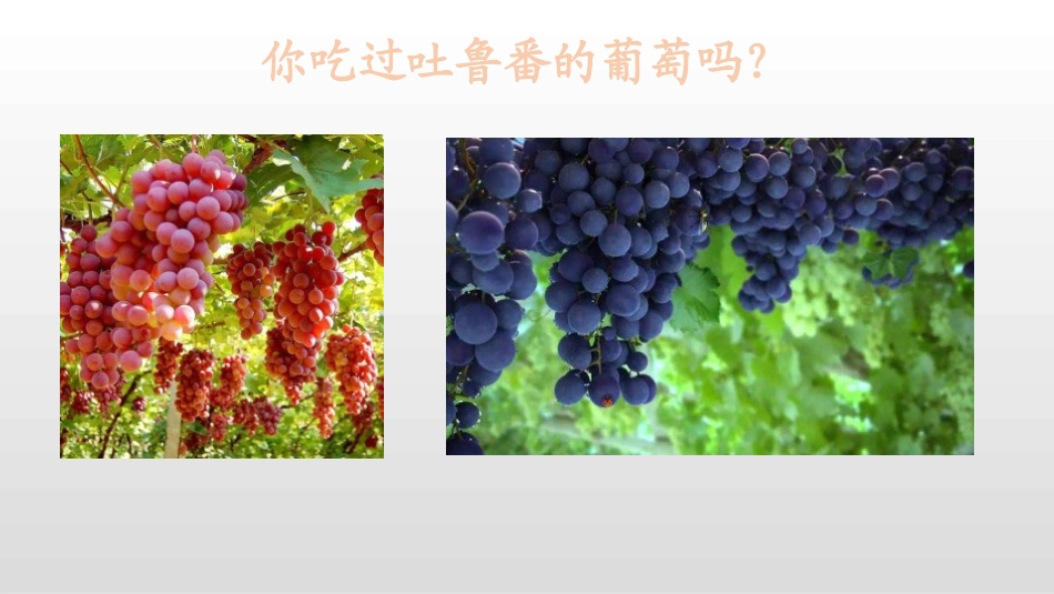 《葡萄沟》PPT课件[部编版二年级语文上册]_第2页