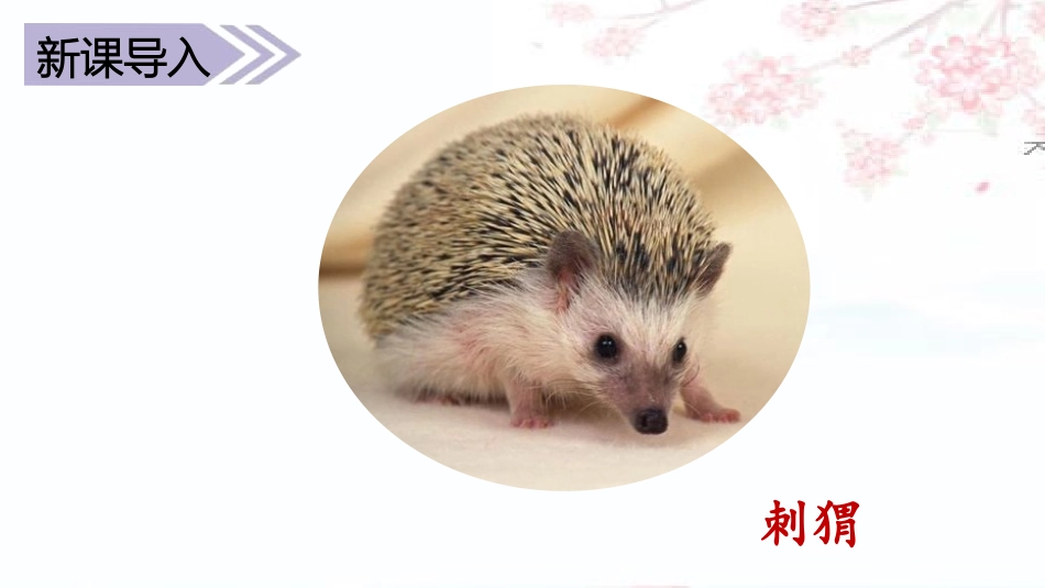 《带刺的朋友》PPT课件[部编版三年级语文上册]_第2页