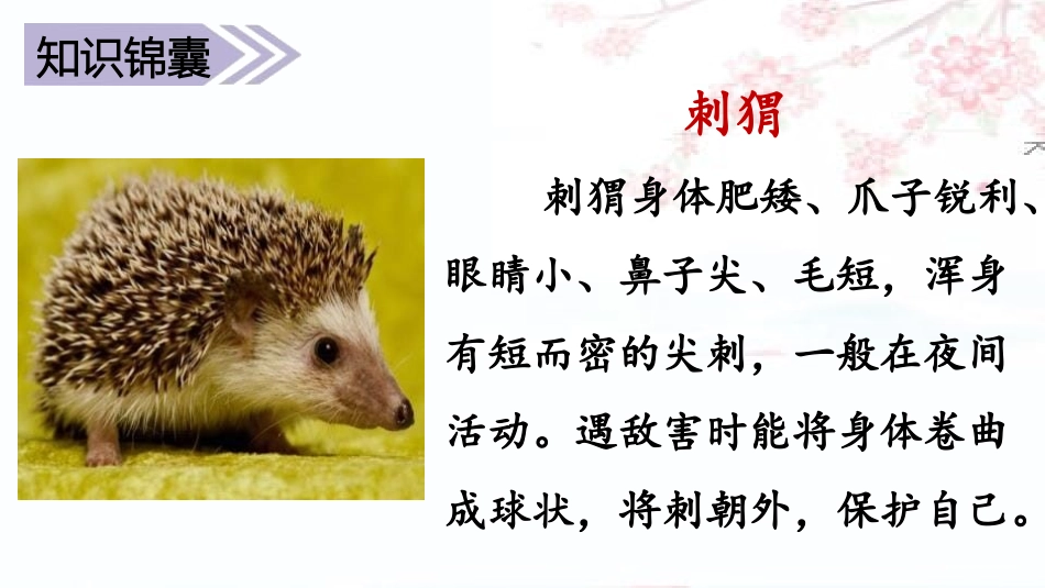 《带刺的朋友》PPT课件[部编版三年级语文上册]_第3页