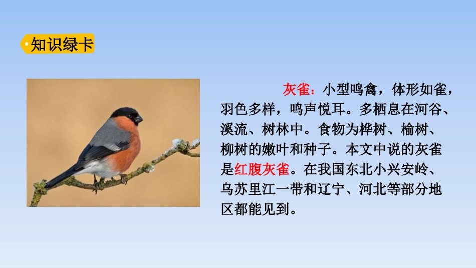 《灰雀》PPT课件[部编版三年级语文上册]_第3页