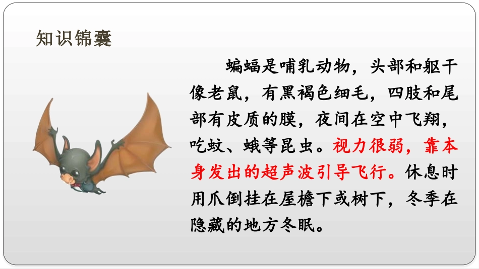 《蝙蝠和雷达》PPT免费课件[部编版四年级语文上册]_第3页