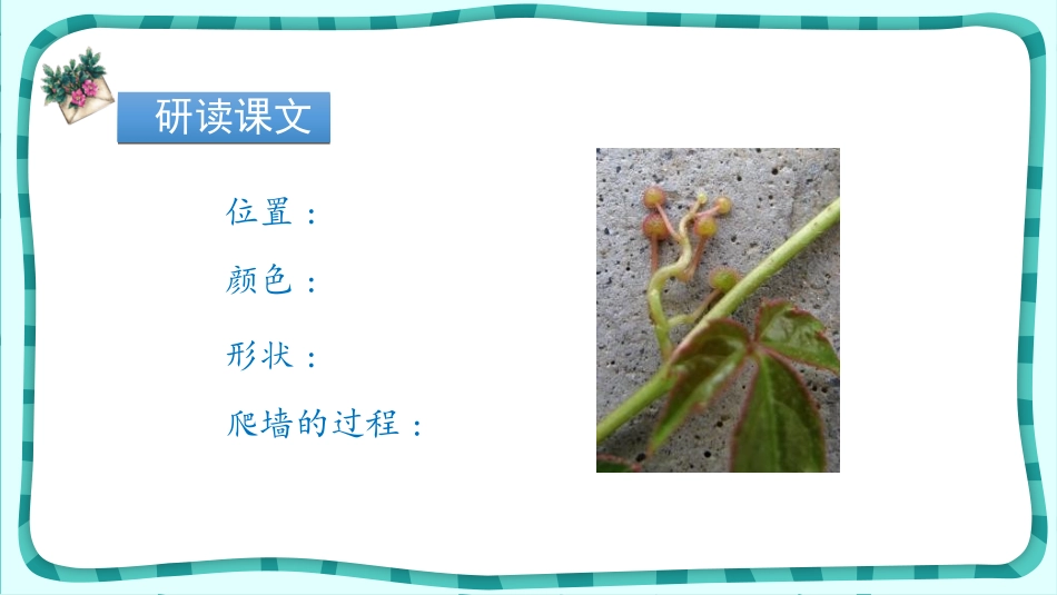 《爬山虎的脚》PPT课件[部编版四年级语文上册]_第3页