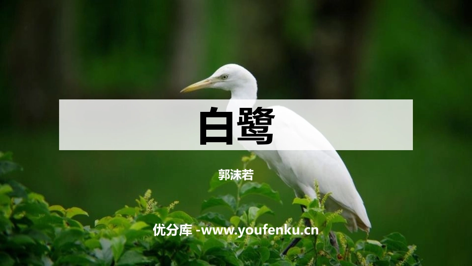 《白鹭》PPT课件[部编版五年级语文上册]_第1页