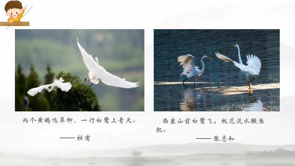 《白鹭》PPT免费课件[部编版五年级语文上册]_第3页