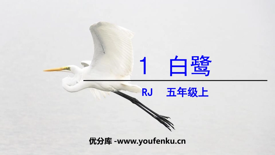 《白鹭》PPT课件[部编版五年级语文上册]_第1页