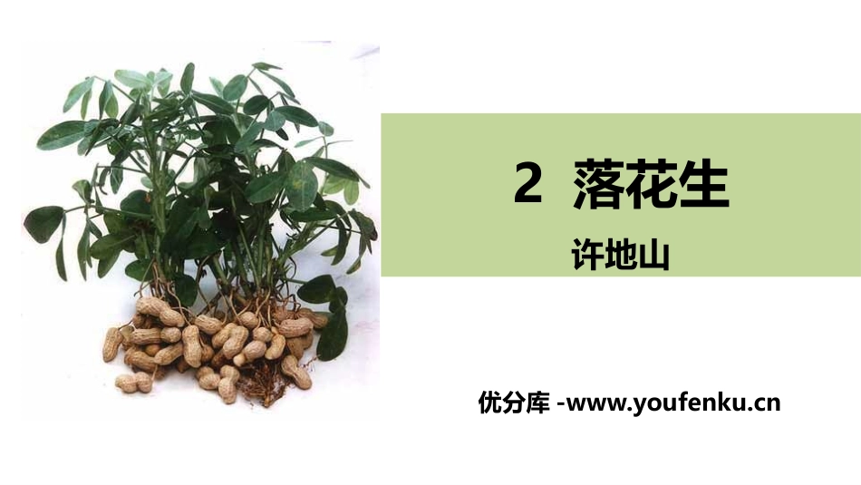 《落花生》PPT课件[部编版五年级语文上册]_第1页