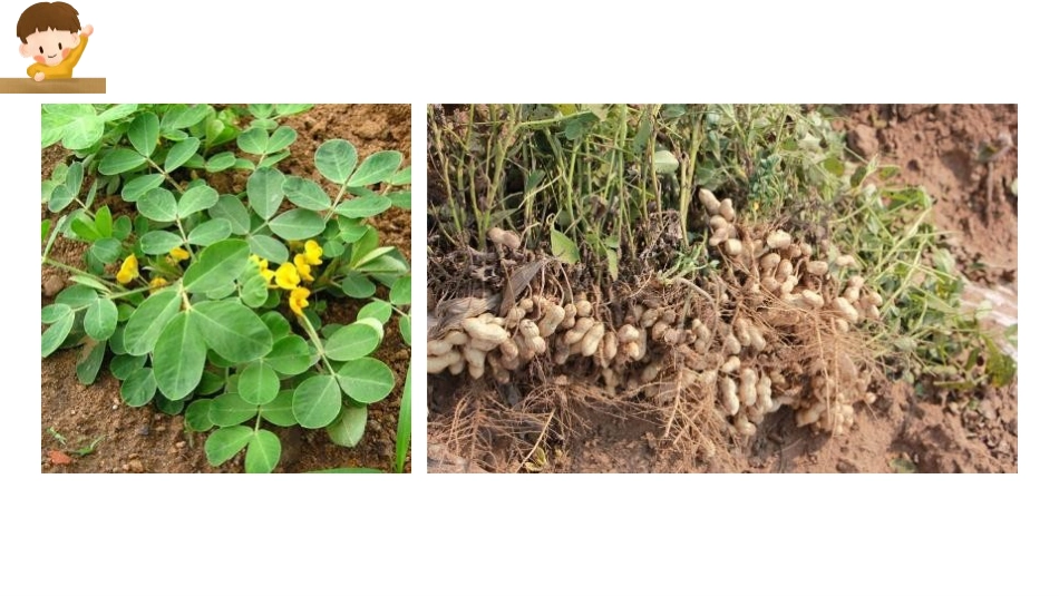 《落花生》PPT优秀课件[部编版五年级语文上册]_第3页