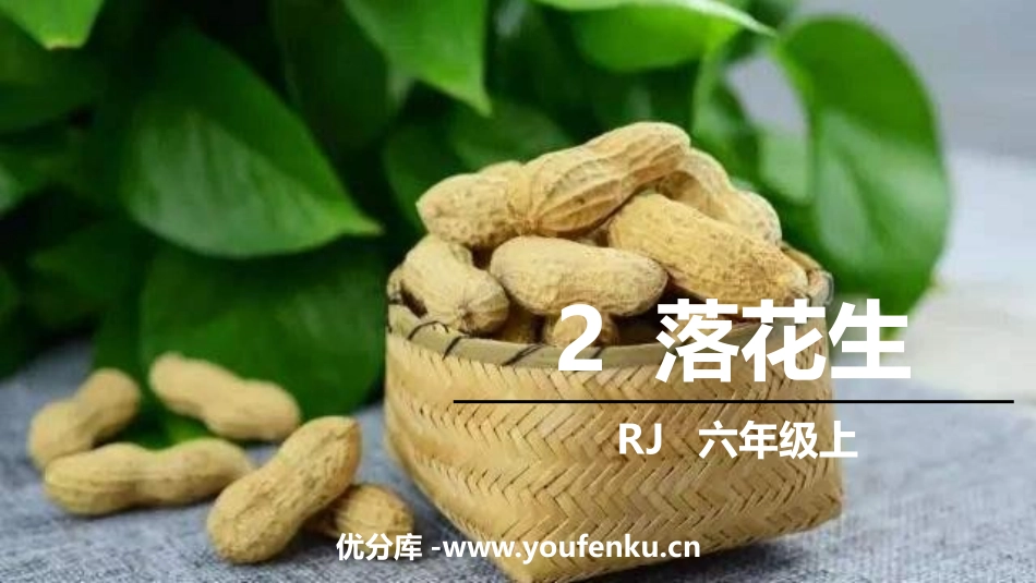 《落花生》PPT优质课件[部编版五年级语文上册]_第1页