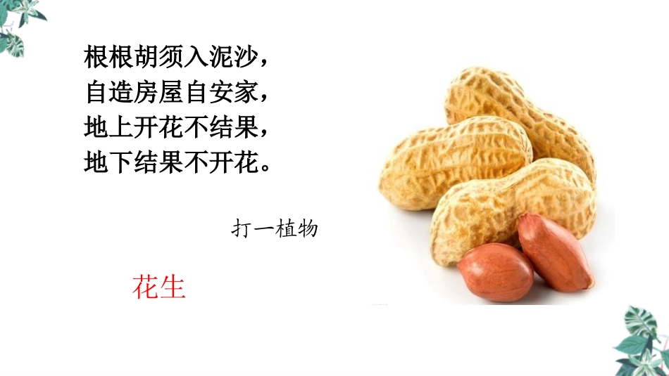 《落花生》PPT精品课件[部编版五年级语文上册]_第2页