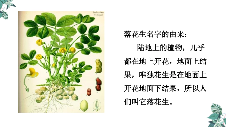 《落花生》PPT精品课件[部编版五年级语文上册]_第3页
