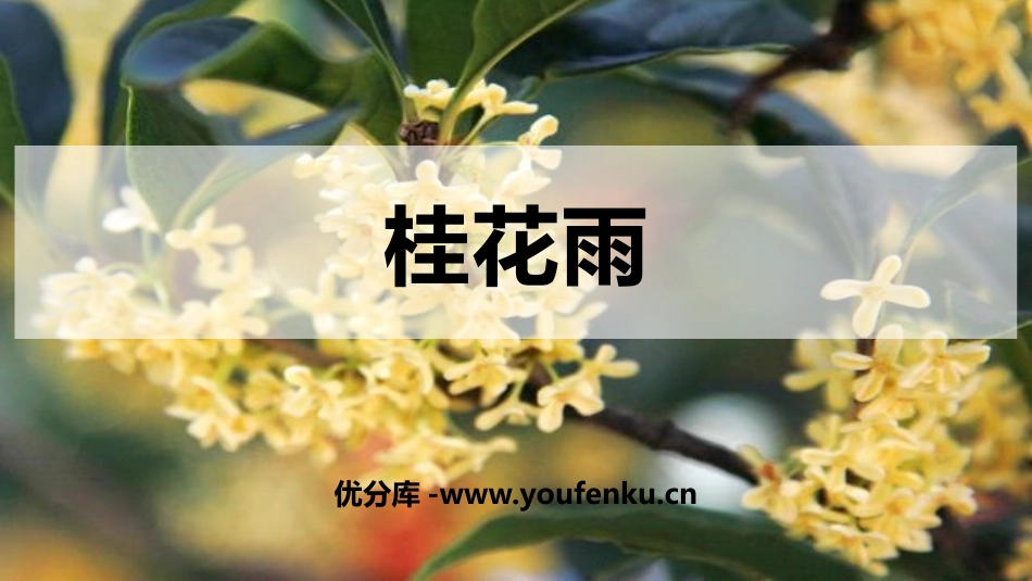 《桂花雨》PPT精品课件[部编版五年级语文上册]_第1页