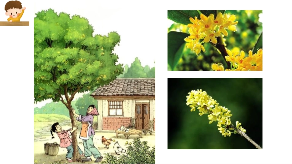 《桂花雨》PPT精品课件[部编版五年级语文上册]_第3页