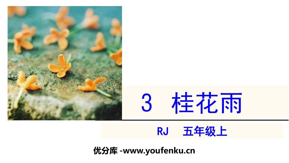 《桂花雨》PPT优秀课件[部编版五年级语文上册]_第1页