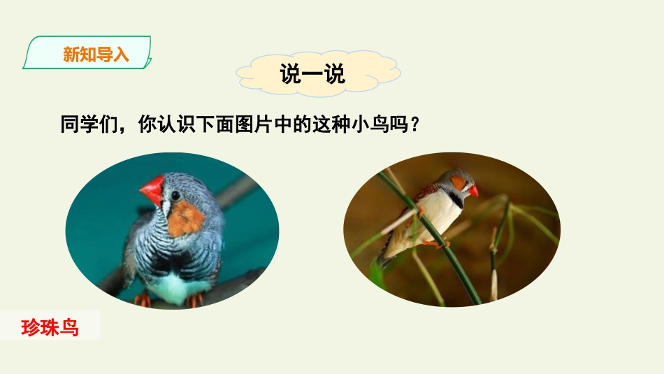 《珍珠鸟》PPT优秀课件[部编版五年级语文上册]_第2页