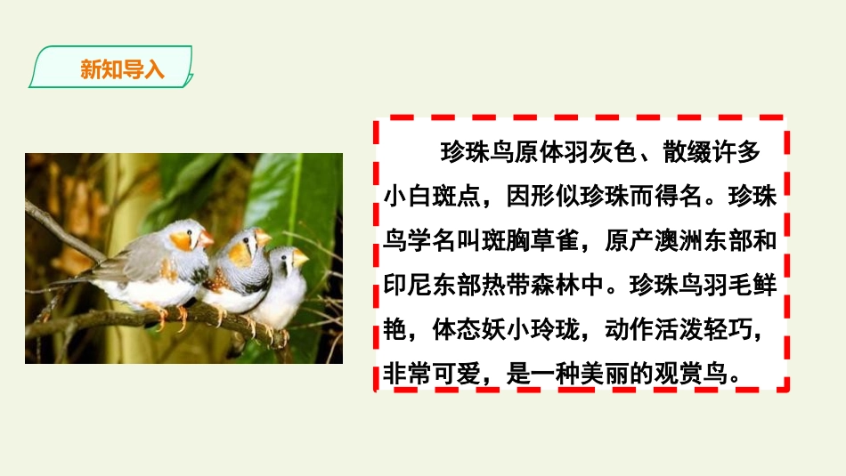 《珍珠鸟》PPT优秀课件[部编版五年级语文上册]_第3页