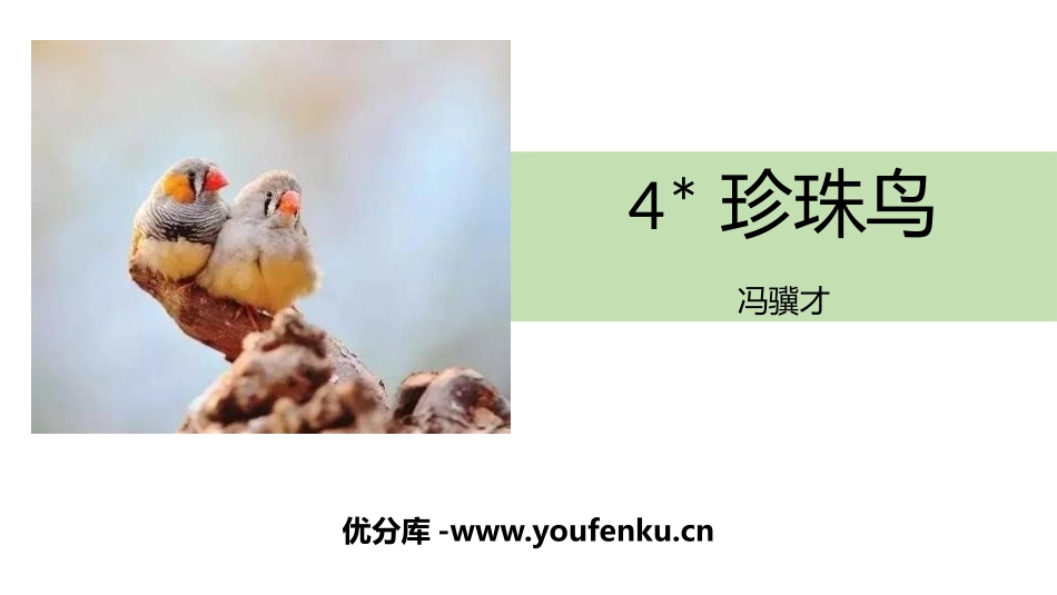 《珍珠鸟》PPT精品课件[部编版五年级语文上册]_第1页