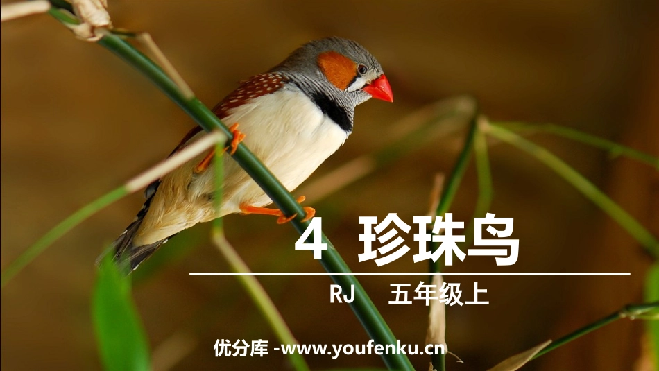 《珍珠鸟》PPT优秀课件[部编版五年级语文上册]_第1页