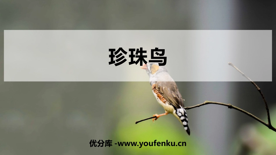 《珍珠鸟》PPT精品课件[部编版五年级语文上册]_第1页