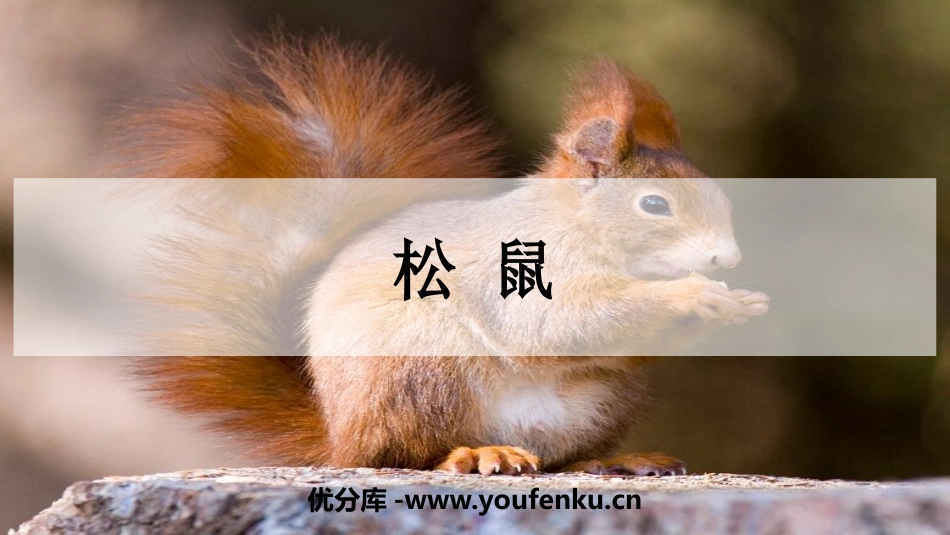 《松鼠》PPT优秀课件[部编版五年级语文上册]_第1页