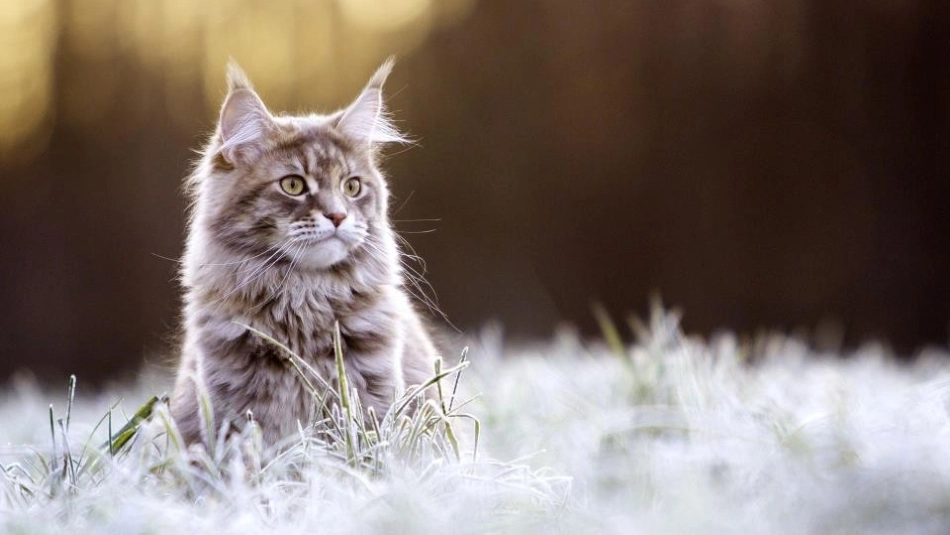 《猫》PPT优秀课件[部编版七年级语文上册]_第2页