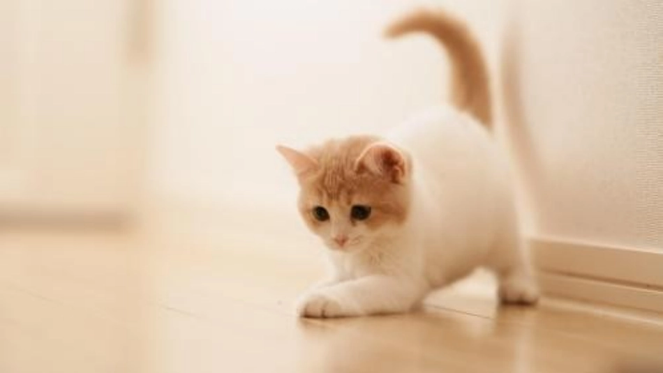 《猫》PPT优秀课件[部编版七年级语文上册]_第3页