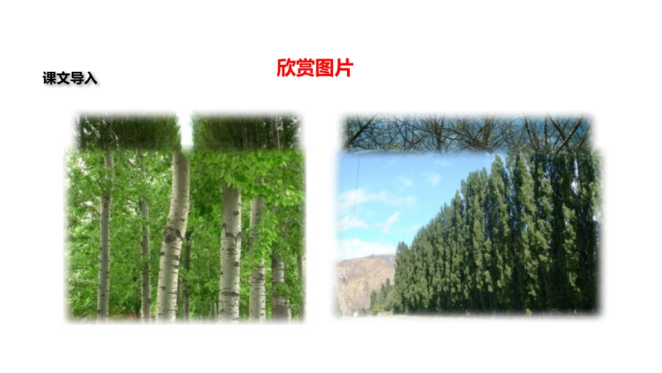 《白杨礼赞》PPT优秀PPT课件[部编版八年级语文上册]_第2页