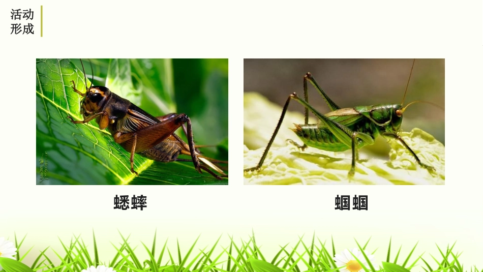 《昆虫记》PPT课件[部编版八年级语文上册]_第2页