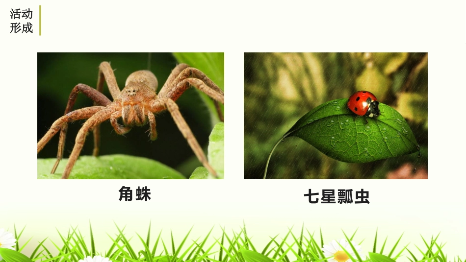 《昆虫记》PPT课件[部编版八年级语文上册]_第3页