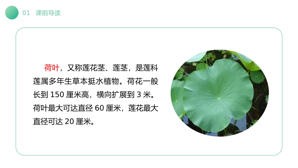 《荷叶圆圆》PPT课件[部编版一年级语文下册]_第3页