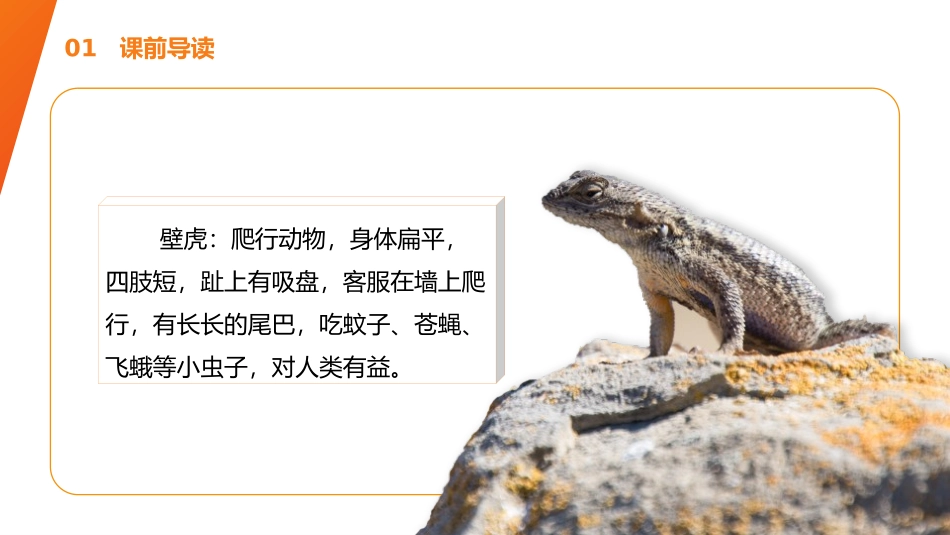《小壁虎借尾巴》PPT课件[部编版一年级语文下册]_第3页