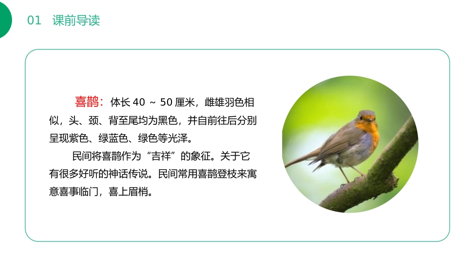 《枫树上的喜鹊》PPT课件[部编版二年级语文下册]_第3页