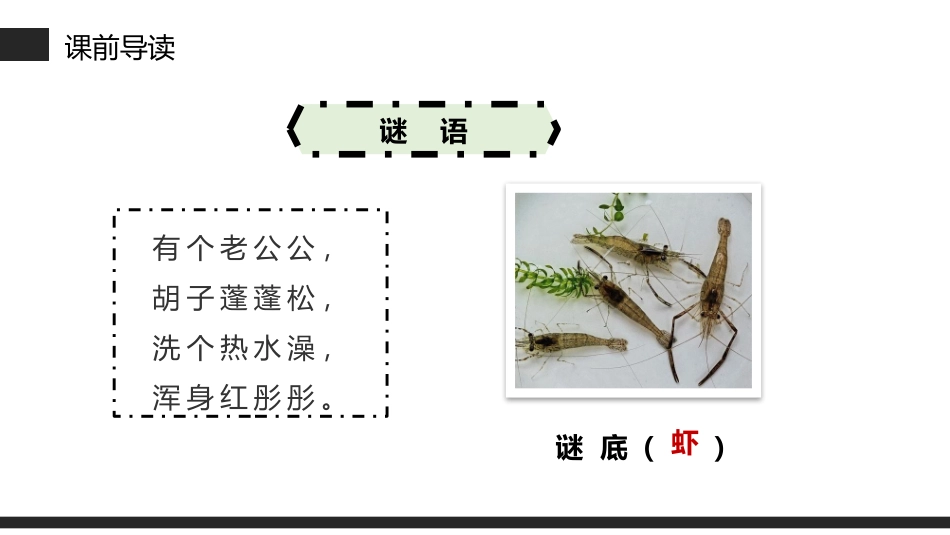 《小虾》PPT课件[部编版三年级语文下册]_第3页