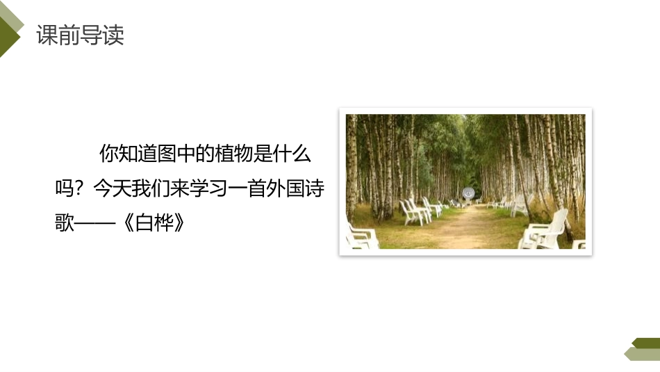 《白桦》PPT课件[部编版四年级语文下册]_第2页