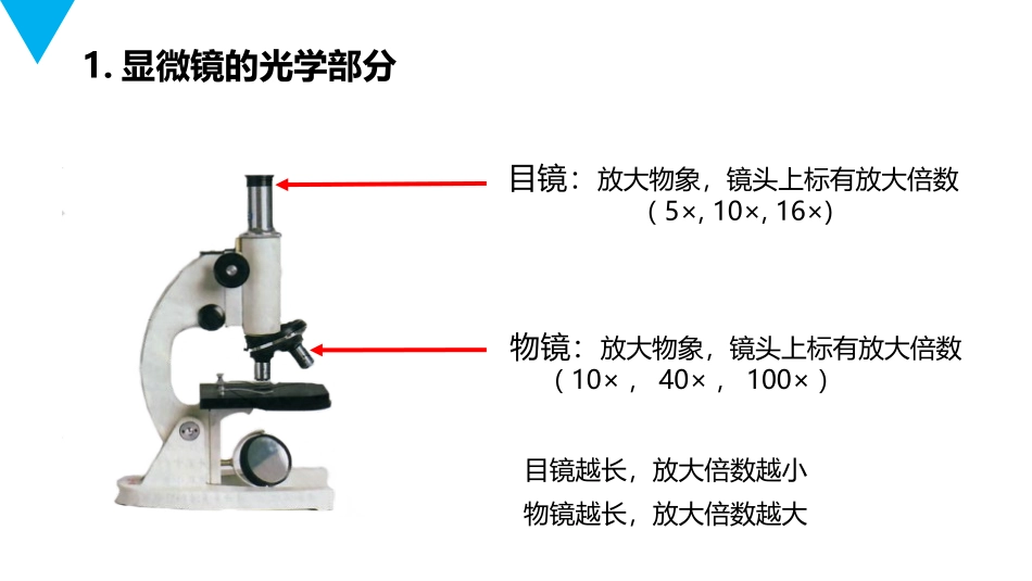 《练习使用显微镜》PPT精品课件[人教版七年级生物上册]_第3页