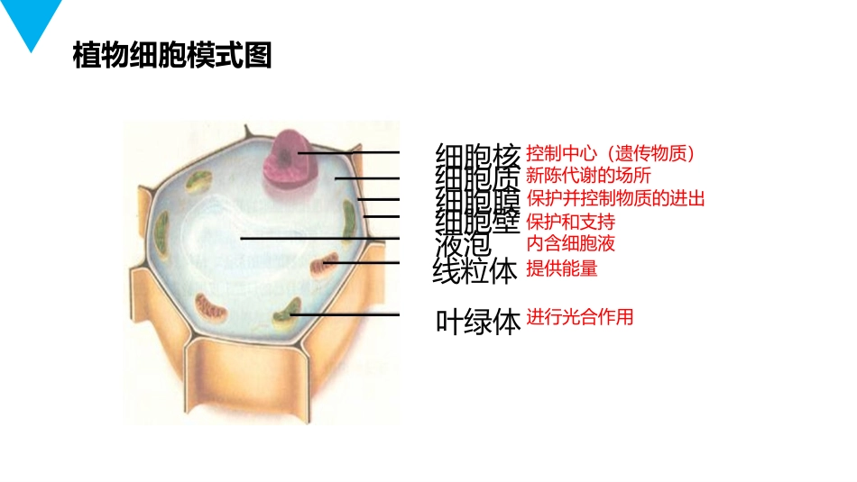 《动物细胞》PPT精品课件[人教版七年级生物上册]_第2页