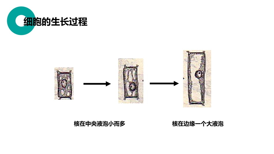 《细胞通过分裂产生新细胞》PPT精品课件[人教版七年级生物]_第3页