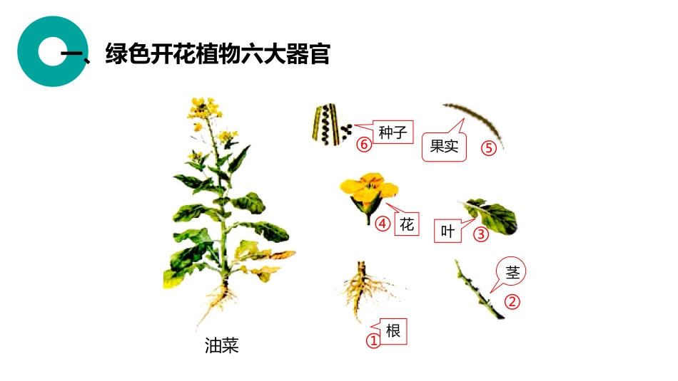 《植物体的结构层次》PPT精品课件[人教版七年级生物上册]_第2页