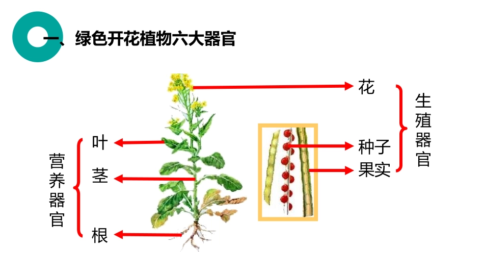 《植物体的结构层次》PPT精品课件[人教版七年级生物上册]_第3页