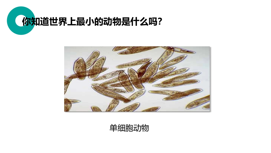 《单细胞生物》PPT精品课件[人教版七年级生物上册]_第2页
