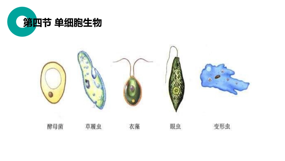 《单细胞生物》PPT精品课件[人教版七年级生物上册]_第3页