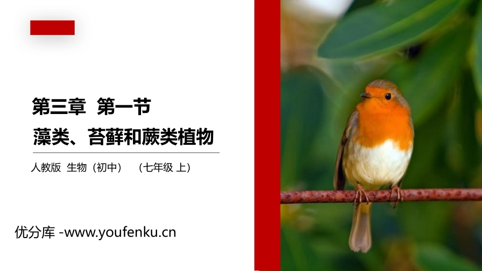 《藻类、苔藓和蕨类植物》PPT精品课件[人教版七年级生物]_第1页