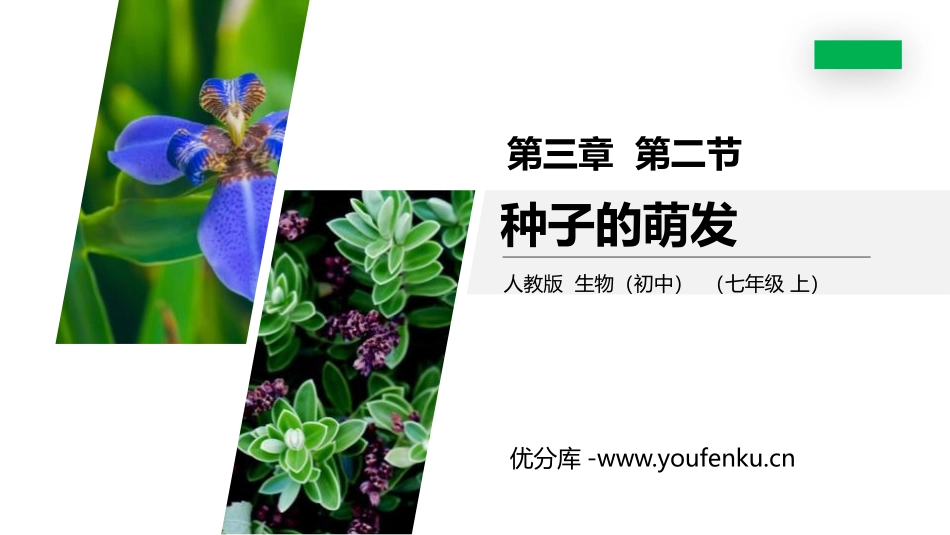 《种子的萌发》PPT精品课件[人教版七年级生物上册]_第1页