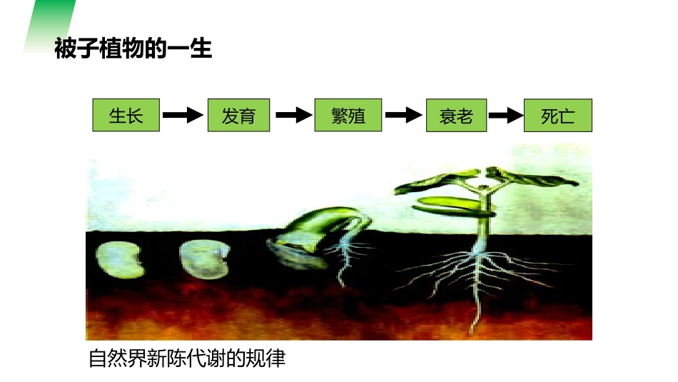 《种子的萌发》PPT精品课件[人教版七年级生物上册]_第2页