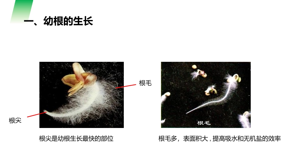 《植株的生长》PPT精品课件[人教版七年级生物上册]_第2页