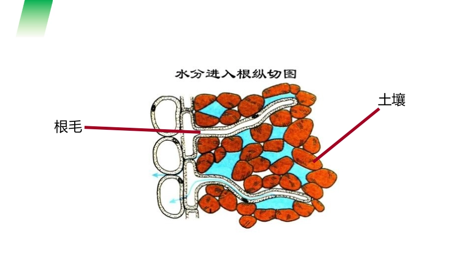 《植株的生长》PPT精品课件[人教版七年级生物上册]_第3页