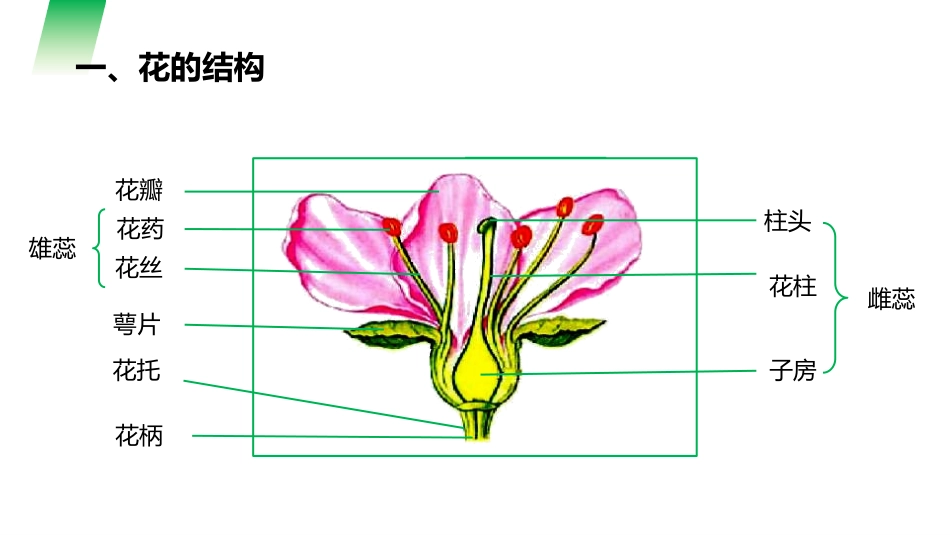 《开花和结果》PPT精品课件[人教版七年级生物上册]_第2页