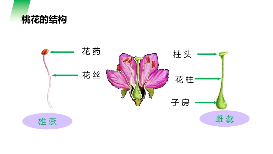 《开花和结果》PPT精品课件[人教版七年级生物上册]_第3页