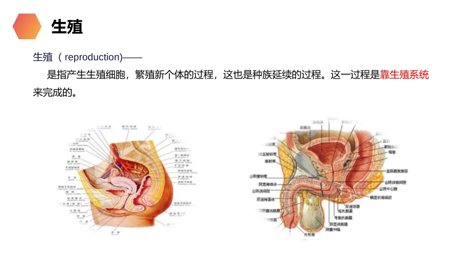《人的生殖》PPT精品课件[人教版七年级生物下册]_第3页